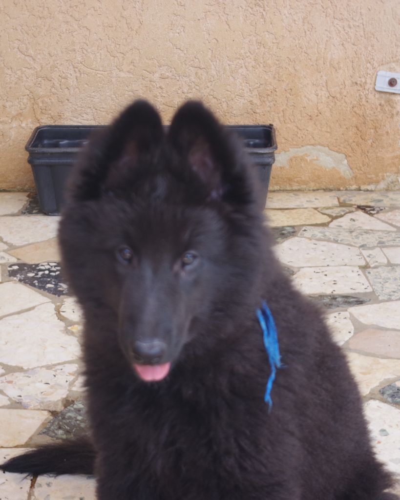 Du Clos De La Vistrenque - Chiots disponibles - Berger Belge