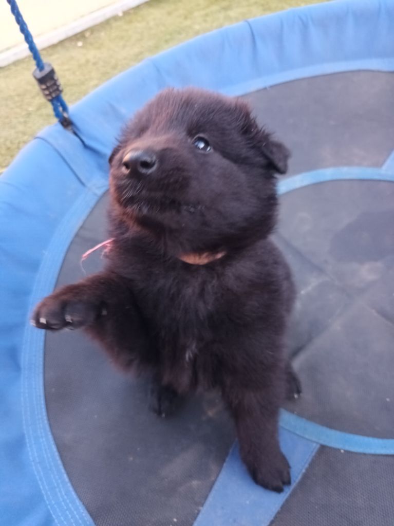 Du Clos De La Vistrenque - Chiots disponibles - Berger Belge