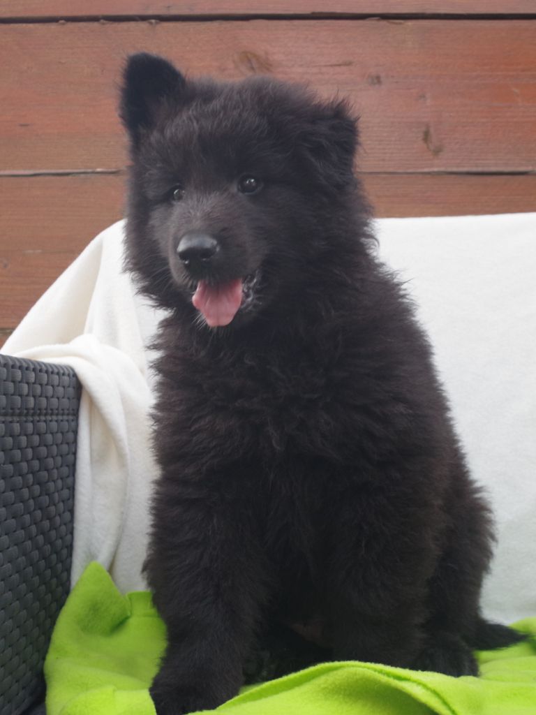 Du Clos De La Vistrenque - Chiots disponibles - Berger Belge