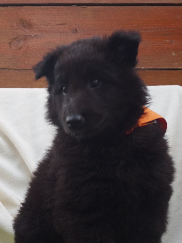 Du Clos De La Vistrenque - Chiots disponibles - Berger Belge
