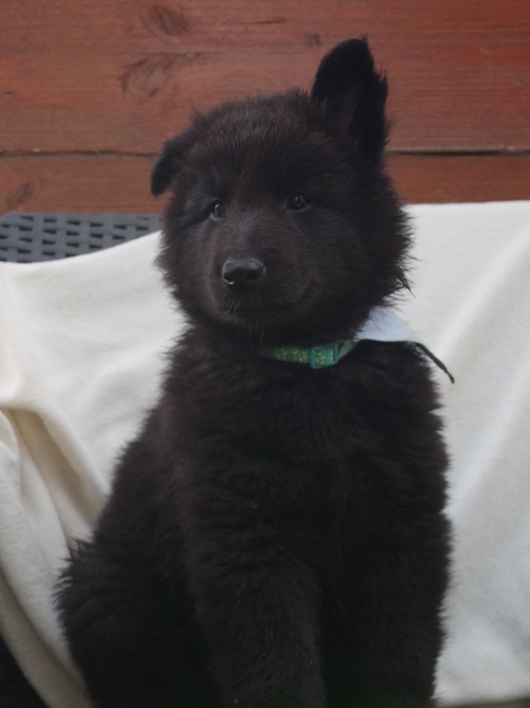 Du Clos De La Vistrenque - Chiots disponibles - Berger Belge