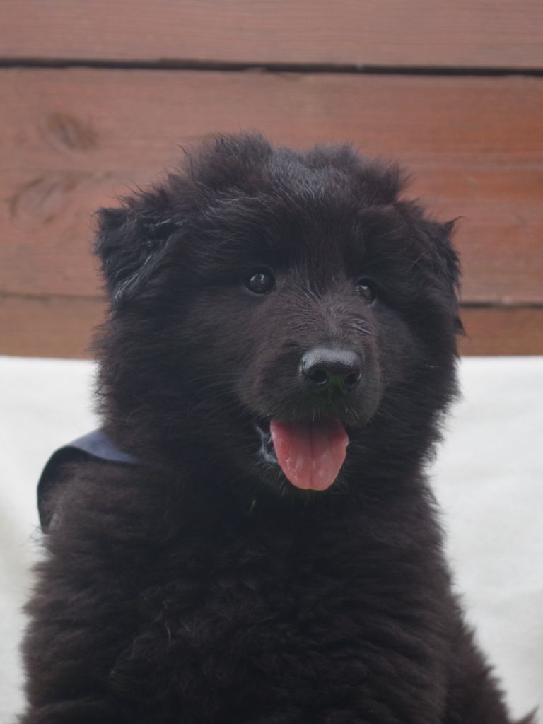Du Clos De La Vistrenque - Chiots disponibles - Berger Belge